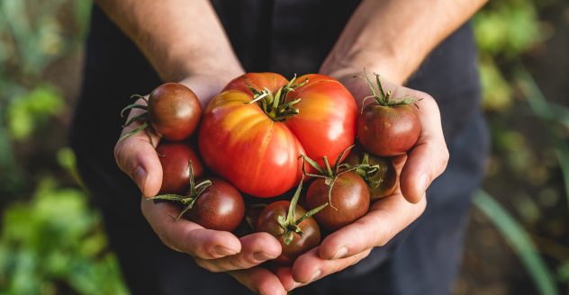 Organic vegetables. Healthy food. Fresh organic tomato and tomatoes cherry in farmers hands